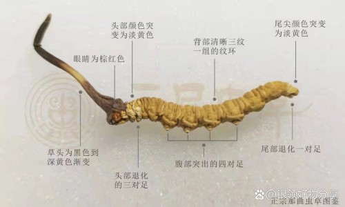 朴肖功效-朴肖功效-朴消别名,中国朴消功效和作用网站